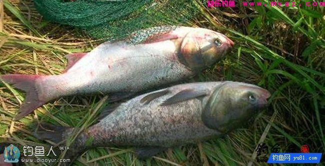 化氏秘籍之手竿钓鲢鳙技巧与饵料配方(图1)