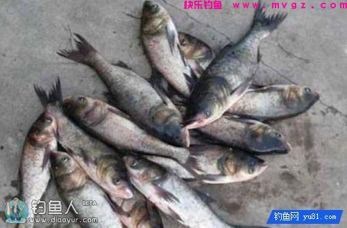 巧用蒜蓉、醋精配制钓鲢鳙小药(图3)