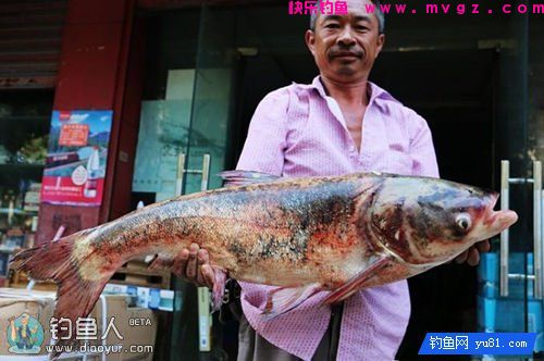 巧用蒜蓉、醋精配制钓鲢鳙小药(图4)