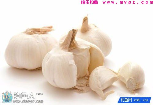 巧用蒜蓉、醋精配制钓鲢鳙小药(图1)