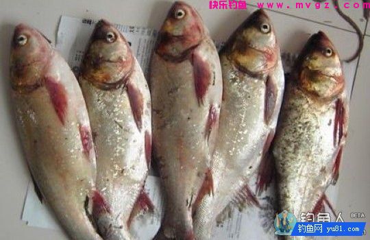 自制抛竿钓鲢鳙饵料配方（平原地带用）(图1)