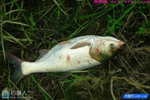 专钓鲢鳙鱼的酸呛味鱼饵（附制作方法）(图1)