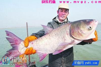 自制一款实用型浮钓鲢鳙饵料配方(图1)