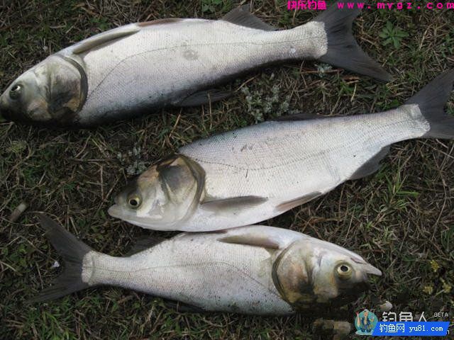 高手分享自制钓鲢鳙的经典饵料秘方(图1)