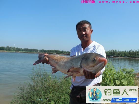 自制钓鲢鳙酸臭饵料的制作详解 [附大鱼图片](图1)