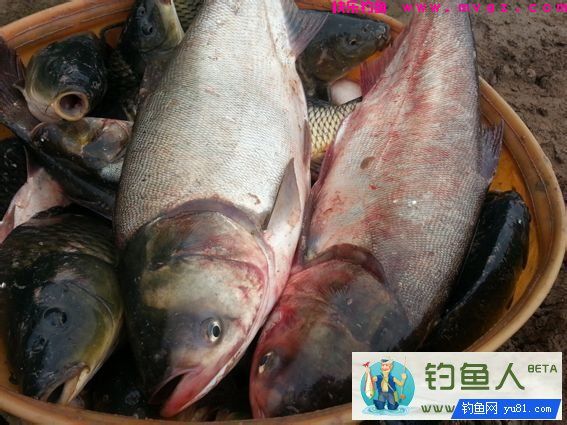自制钓鲢鳙酸臭饵料的制作详解 [附大鱼图片](图3)