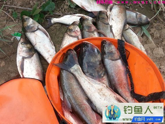 自制钓鲢鳙酸臭饵料的制作详解 [附大鱼图片](图4)