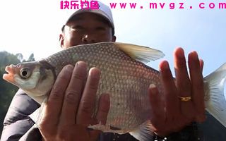 五种钓鲢鱼的饵料配方详解