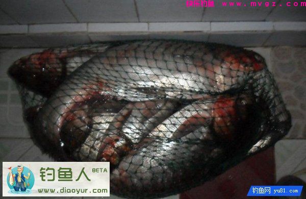 特效鲢鳙钓饵兼杀草鱼鲤鱼大个体鲫鱼介绍(图12)