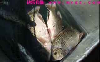 自制钓鲢鳙的糖蒜鱼饵 糖蒜如何做？