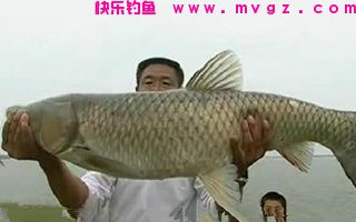 爆炸钩使用的鲢鳙饵料配方详解