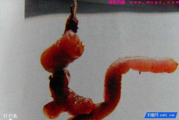 钓鱼怎么挂饵？露出钩尖好还是不露出好(图1)