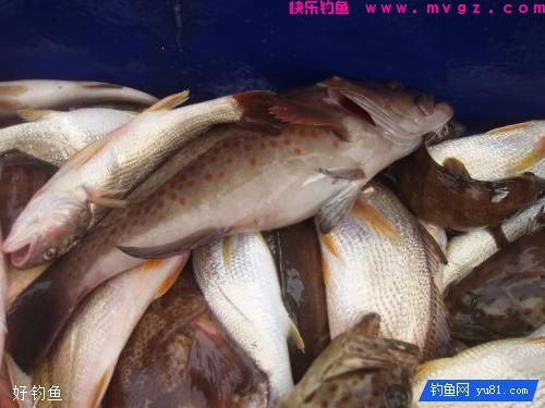 钓鱼怎么挂饵？露出钩尖好还是不露出好(图2)