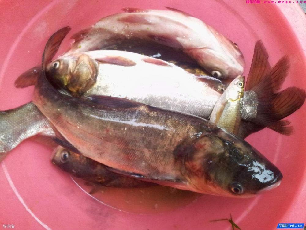 钓鲢鳙的4款饵料配方，直击鲢鳙摄食偏好(图1)