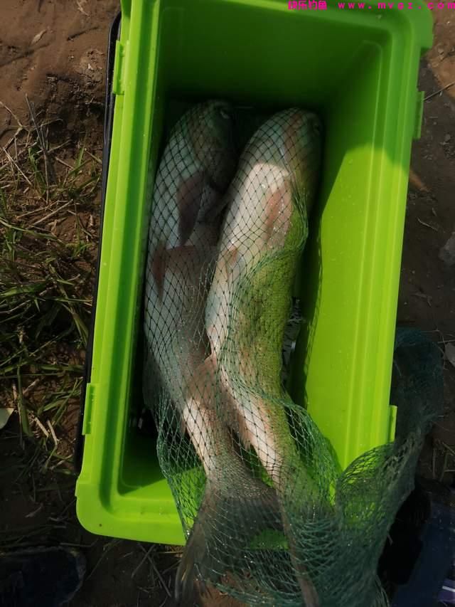 仲春野钓鲢鳙全攻略，拉力狂野个头大，一个条件必不可少(图3)