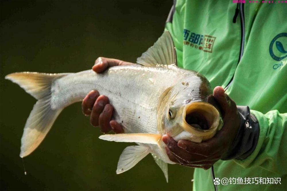 钓鲢鳙什么鱼饵最好？考核鲢鳙鱼饵的3个指标(图3)