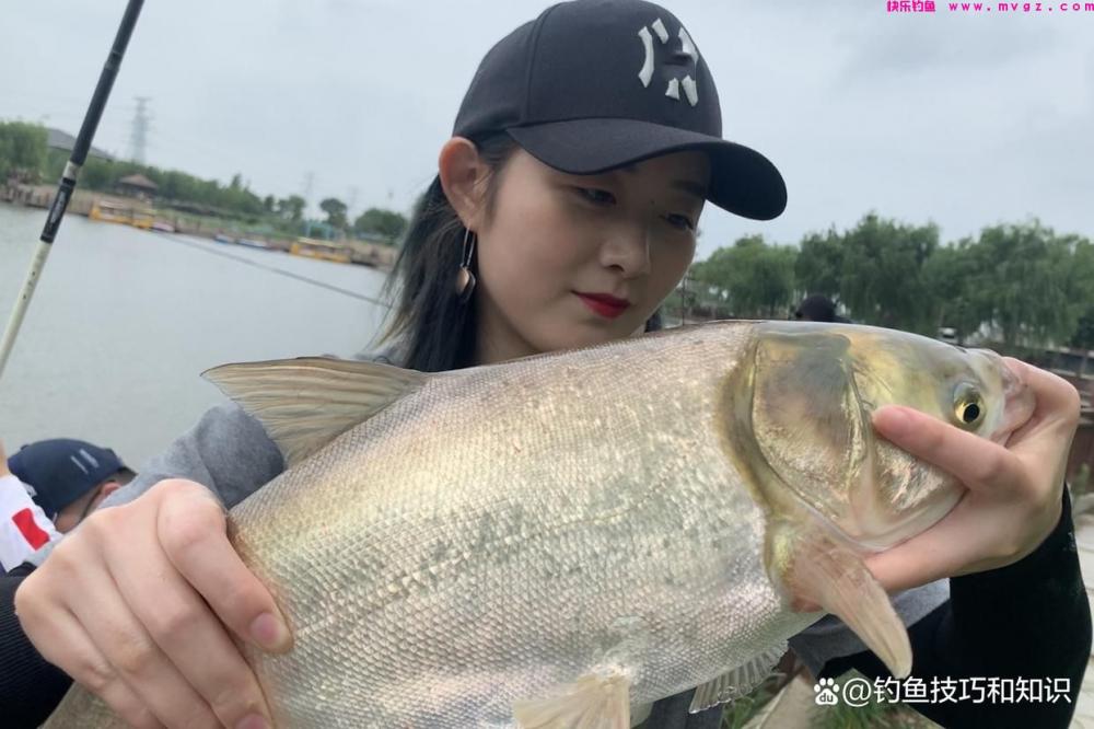 钓鲢鳙什么鱼饵最好？考核鲢鳙鱼饵的3个指标(图2)