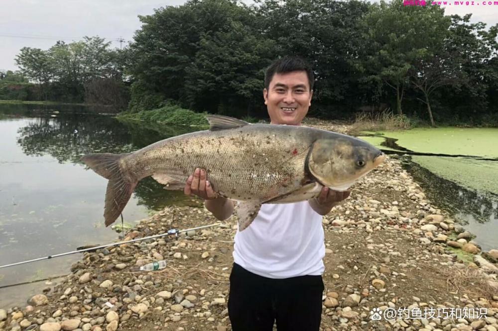 钓鲢鳙什么鱼饵最好？考核鲢鳙鱼饵的3个指标(图4)