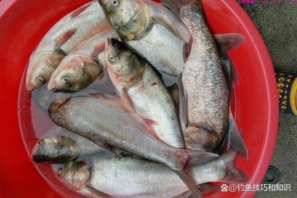 钓鲢鳙什么鱼饵最好？考核鲢鳙鱼饵的3个指标(图5)