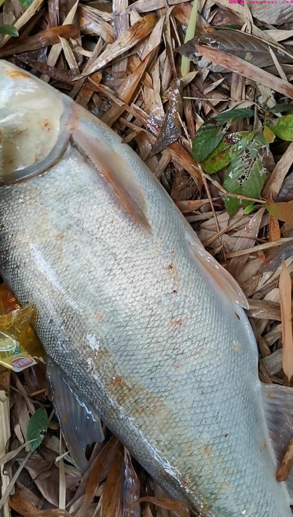 浮钓鲢鳙很多方法,用以下方法钓不上鲢鳙都很难(图3) 浮钓鲢鳙很多方法,用以下方法钓不上鲢鳙都很难(图3)