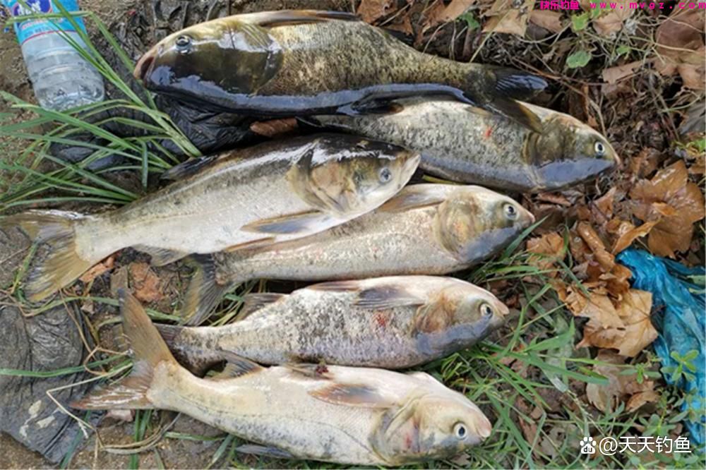 浮钓鲢鳙，如何选漂和调漂？出现这些漂相都能中鱼(图1)