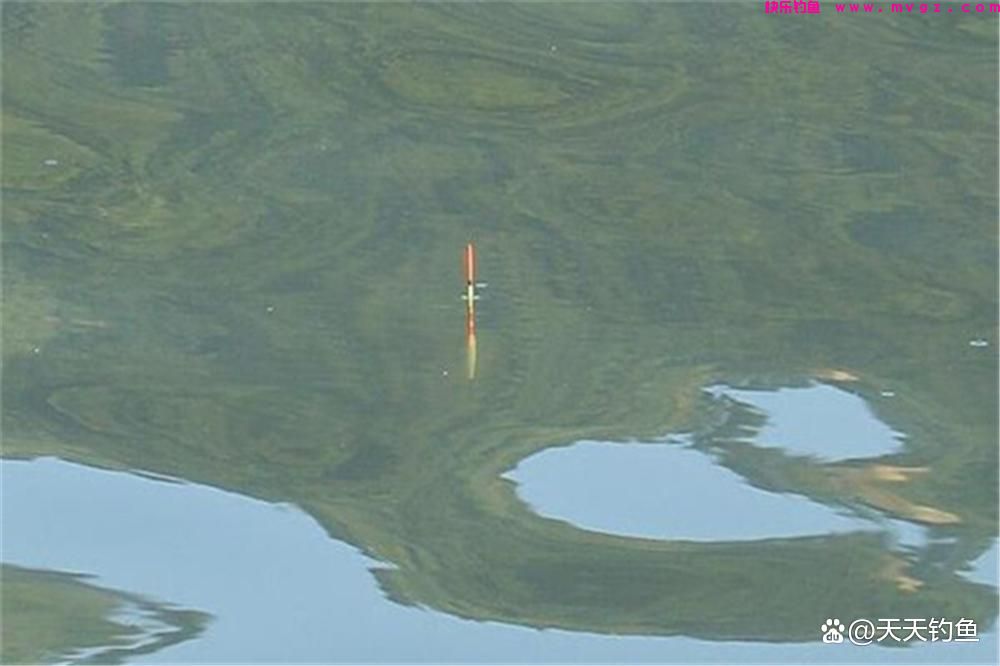 浮钓鲢鳙，如何选漂和调漂？出现这些漂相都能中鱼(图5)