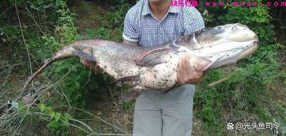 北方冬季还能钓鲢鳙吗？可以明确的说：能，但是要满足3个条件(图3)