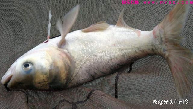 北方冬季还能钓鲢鳙吗？可以明确的说：能，但是要满足3个条件(图1)