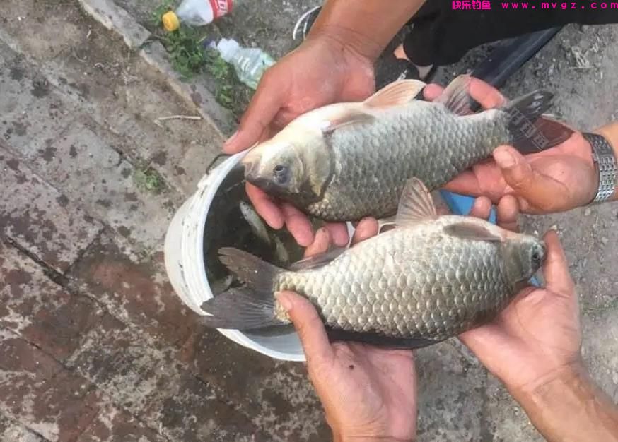 钓鱼：饵料和装备只是基础，想钓到鱼就要学会“找鱼”(图1)