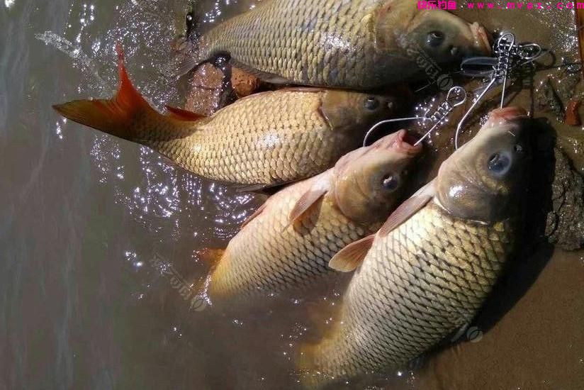 钓鱼：饵料和装备只是基础，想钓到鱼就要学会“找鱼”(图2)