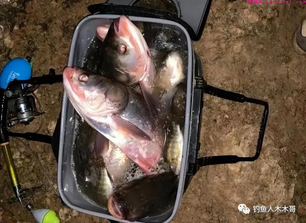 鲢鳙鱼吃饵的6个漂相，不论钓底还是钓浮，都应及时提竿(图1)