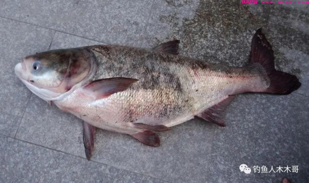 鲢鳙鱼吃饵的6个漂相，不论钓底还是钓浮，都应及时提竿(图2)