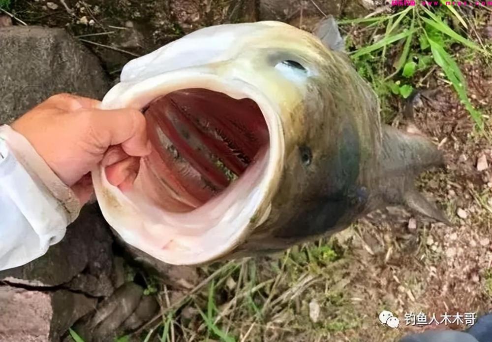 鲢鳙鱼吃饵的6个漂相，不论钓底还是钓浮，都应及时提竿(图3)