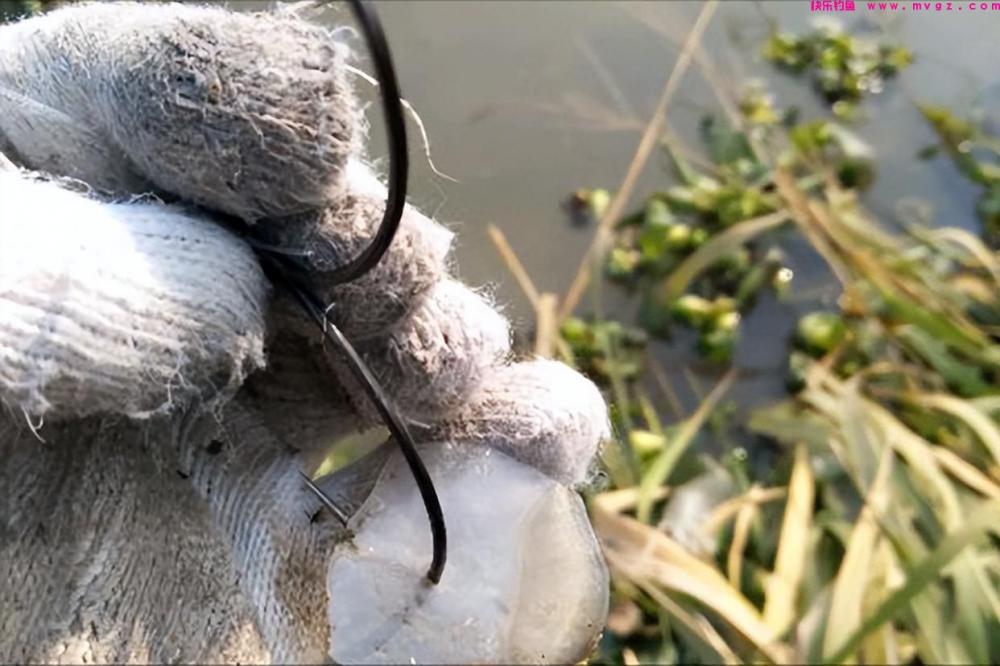 新手钓鲢鳙从这篇文章开始，分5个方面讲明白，学会就不要锚鱼了(图1)