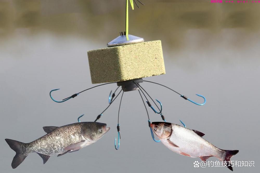 使用海竿钓鲢鳙的3种鱼饵，只要味型配对了，都能钓到大鲢鳙(图1)