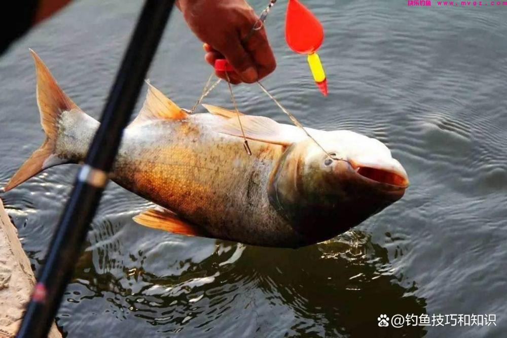 使用海竿钓鲢鳙的3种鱼饵，只要味型配对了，都能钓到大鲢鳙(图2)
