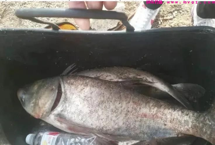 夏季手竿钓鲢鳙，这几个钓法“杀伤力”最大，鲢鳙爆护你也行(图3)