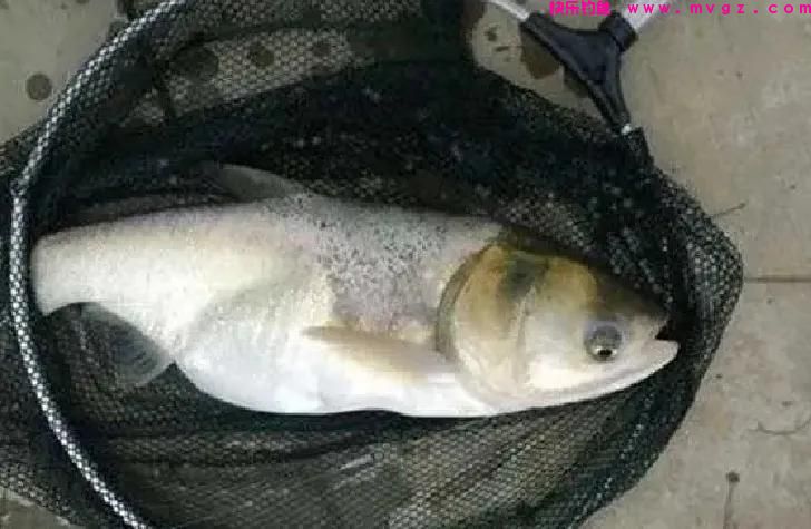 夏季手竿钓鲢鳙，这几个钓法“杀伤力”最大，鲢鳙爆护你也行(图4)