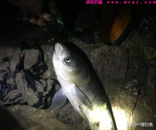 夜钓鲢鳙方法与技巧(图2)