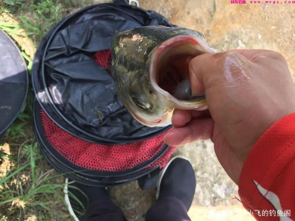 新手钓鲢鳙指南：认真做好这6点，就能让你快速钓到鱼！(图1)
