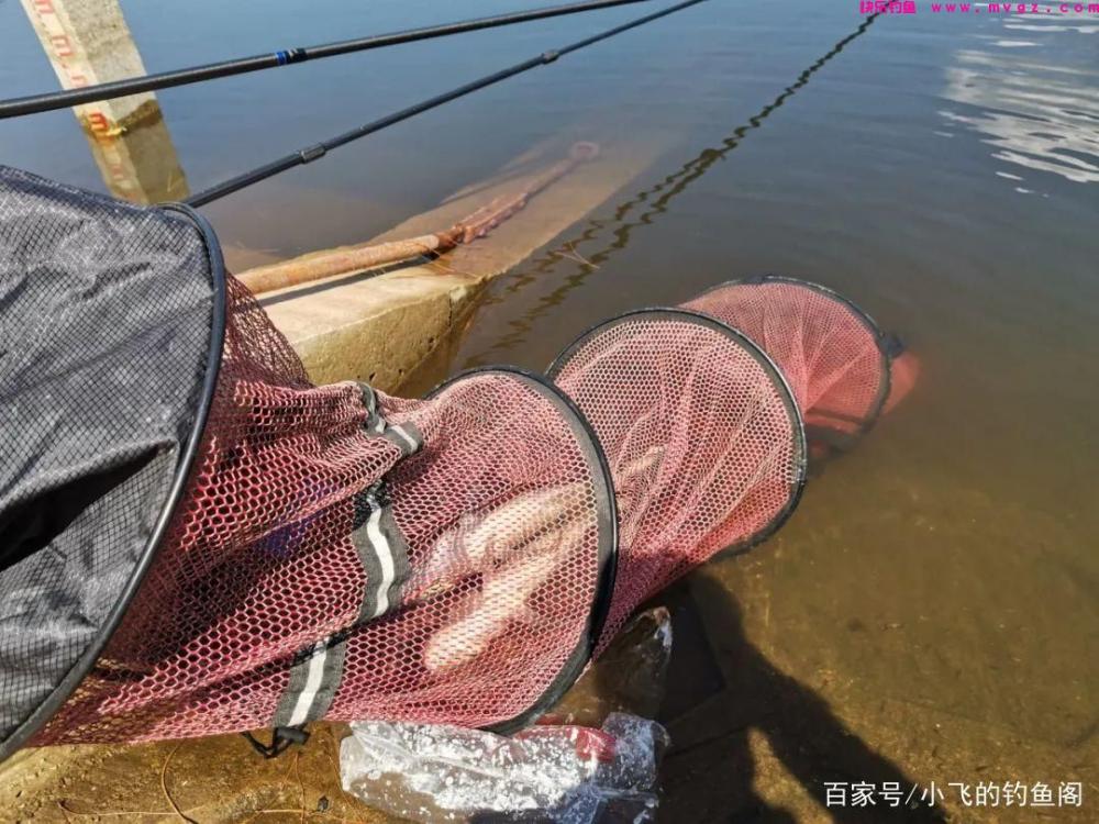 新手钓鲢鳙指南：认真做好这6点，就能让你快速钓到鱼！(图3)