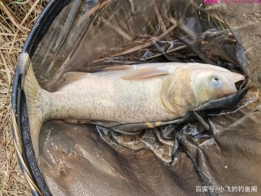 新手钓鲢鳙指南：认真做好这6点，就能让你快速钓到鱼！(图6)