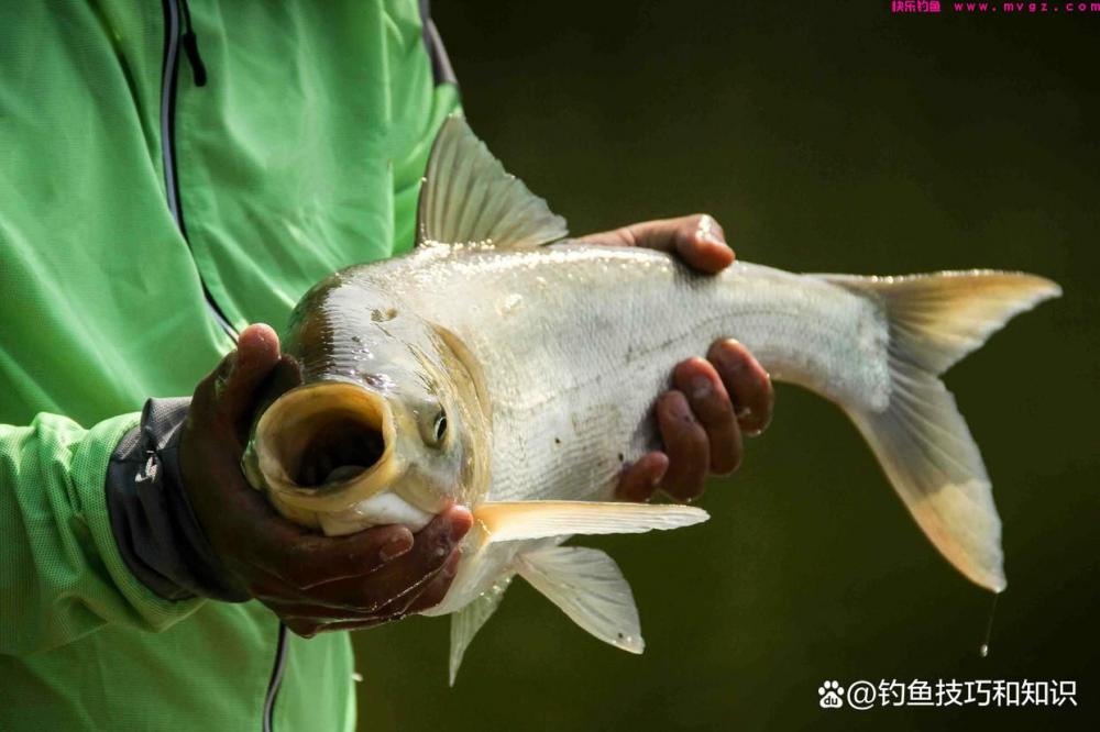 深秋钓鲢鳙的4个要点，南方和北方有显著的区别(图1)