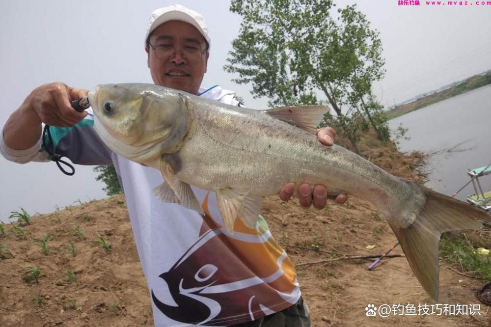 深秋钓鲢鳙的4个要点，南方和北方有显著的区别(图2)