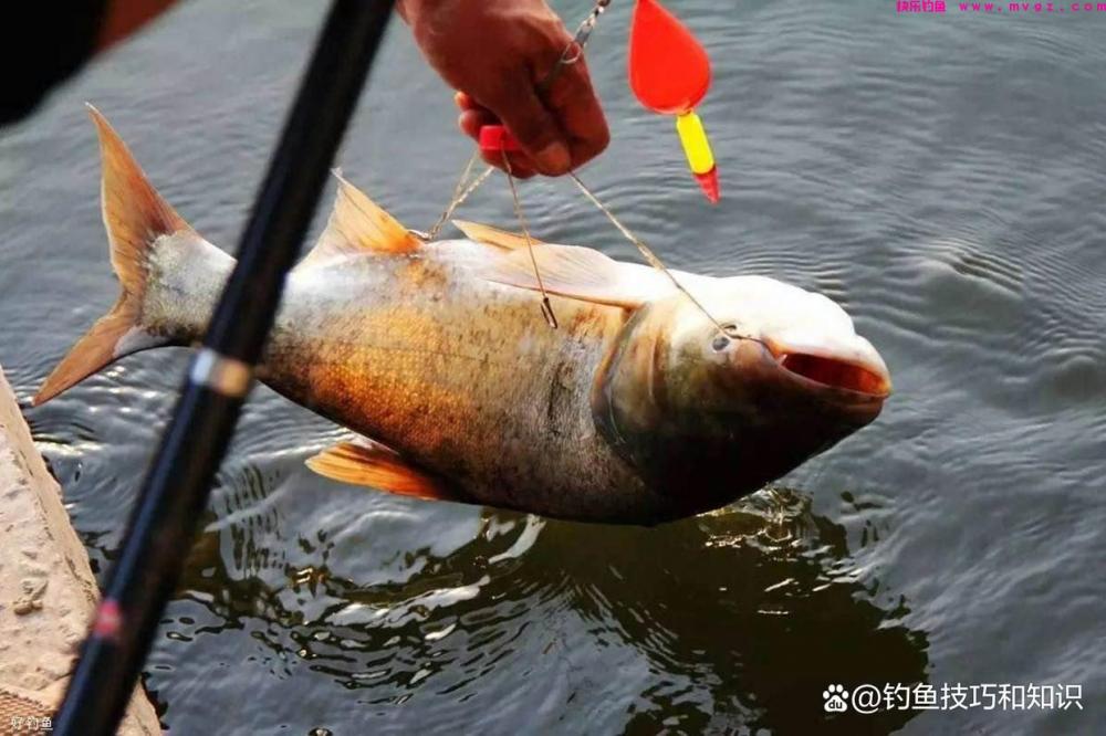 深秋钓鲢鳙的4个要点，南方和北方有显著的区别(图3)