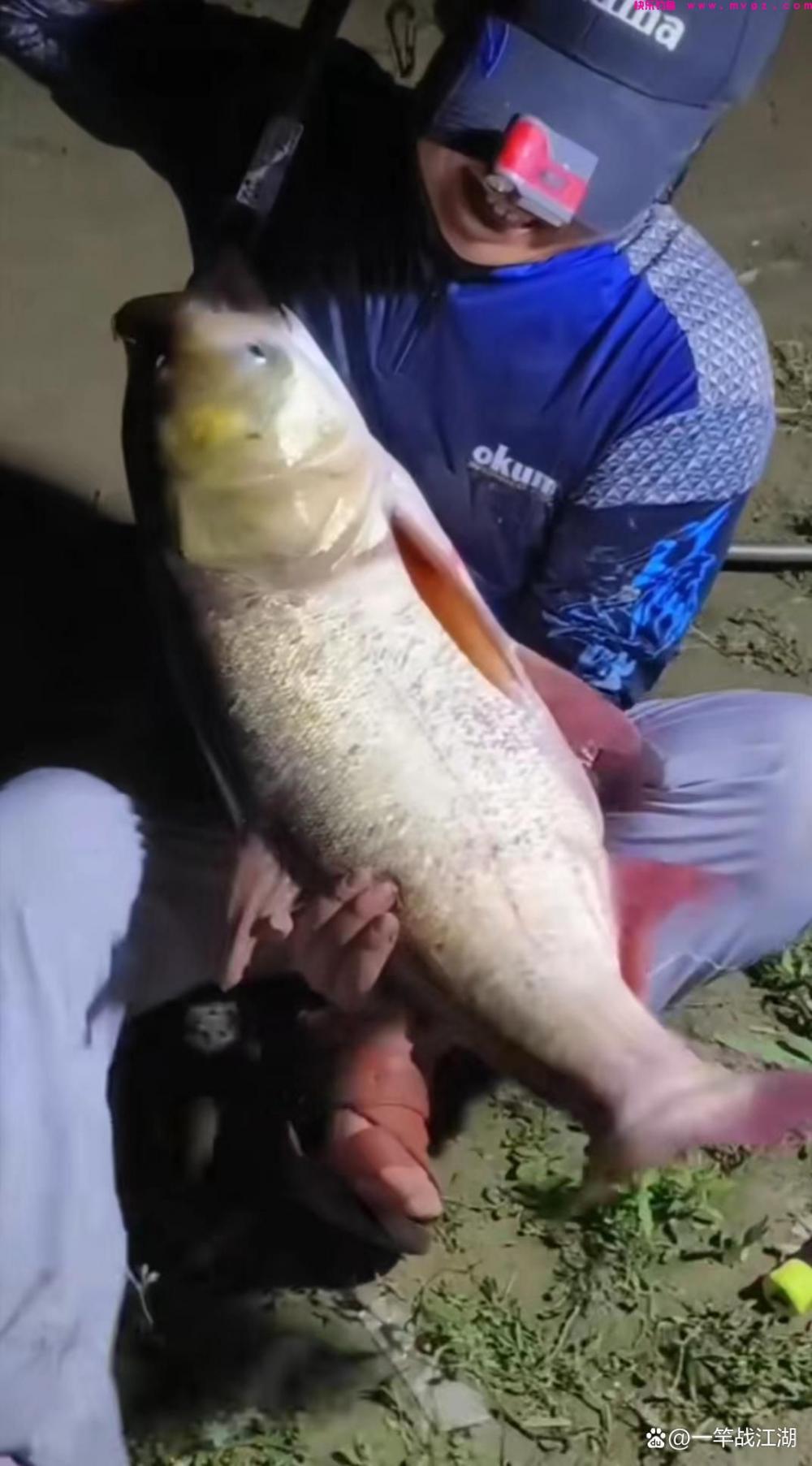 不相信路滑钓鲢鳙？找对了方法很快爆护，那些用长竿的眼红极了(图8)
