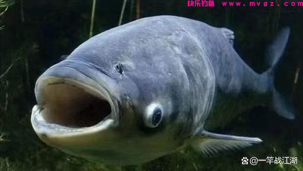 手竿钓鲢鳙如何找水层？(图1)
