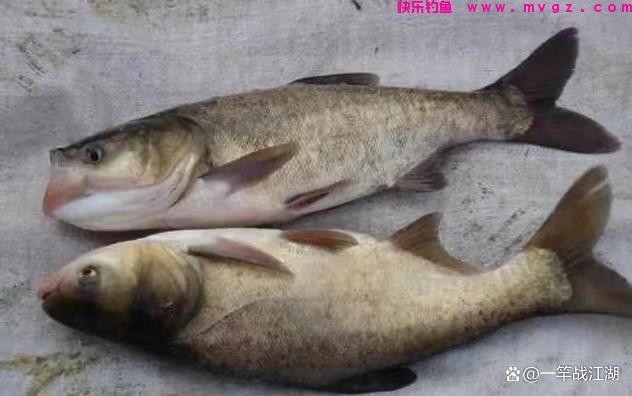 手竿钓鲢鳙如何找水层？(图3)