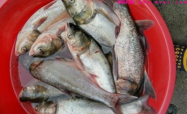 秋季鲢鳙怎么钓？学会技巧“不空军”：鲢鳙应该这样钓，爆护秘籍(图1)