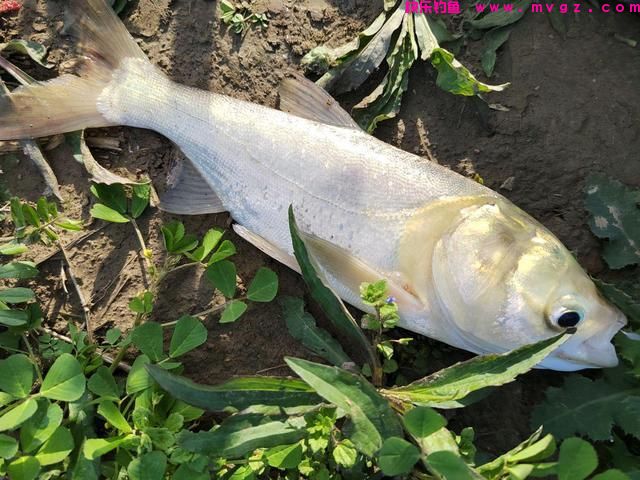 盛夏才是钓鲢鳙的好时节，这些“秘诀”要学会，鲢鳙爆护不是难事(图2)